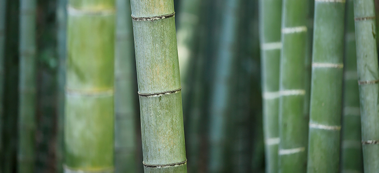 Бамбуковый веник для бани: что это такое и как его использовать?